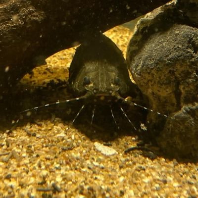 CesarIac's profile picture. Disperso y ausente