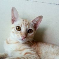 Liyong (@aoiliyong) 's Twitter Profile