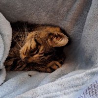 Tali jig (@mojopop) 's Twitter Profile
