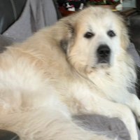 Leah Knode(@greatpyrenees7) 's Twitter Profileg