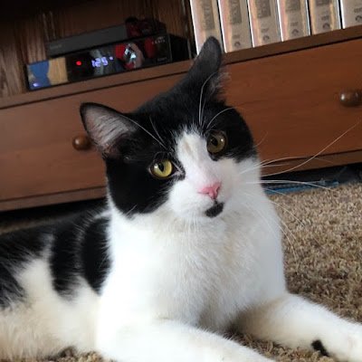 dragondogs121's profile picture. 