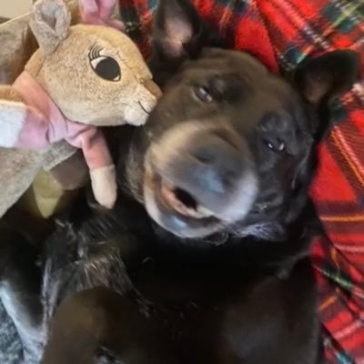hi i’m Navi and i love my pawents • i love ryuk @ryukthekitty • sweetest angel ever • doge • she/her