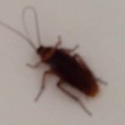 Roachさんのプロフィール画像