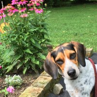 RudyBeagleHound (@rudybeaglehound) 's Twitter Profile