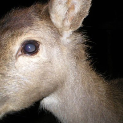 hoodiecreature's profile picture. I like bones and heavy metal. please support my art account: @leadhanded