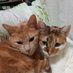Felinarium (@felinarium_) Twitter profile photo Felinarium (@felinarium_) Twitter profile photo