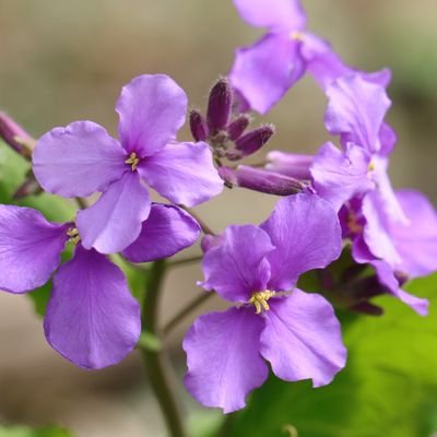 趣味は文芸手芸。日本共産党支持。    医療福祉生協の活動をしています。    マスクと換気と手指の消毒は大事。 DMお断り