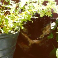 Coni Gallardo (@conigallardo17) 's Twitter Profile