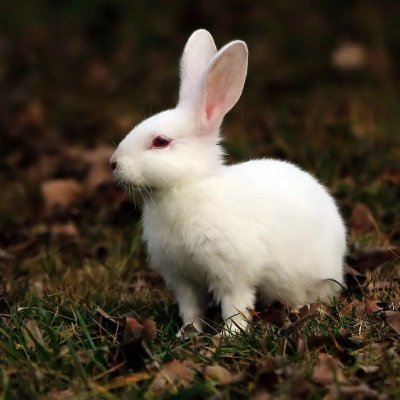 ReseaAcc's profile picture. 