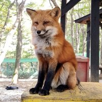 フィア (@fiariarna) Twitter profile photo