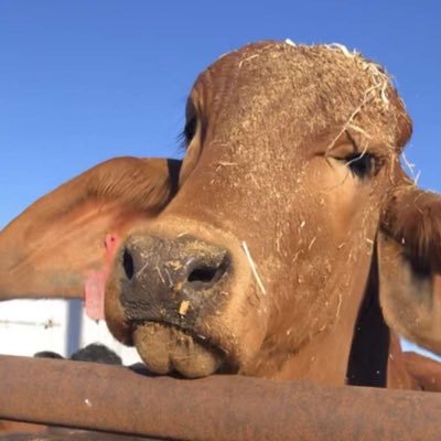 Cattle Feeder, people say I am radical. I say I am aggressive.