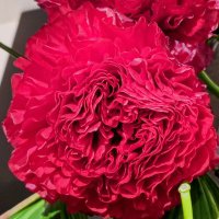 きょん_ iLYs❣️ (@sho__first) 's Twitter Profile Photo