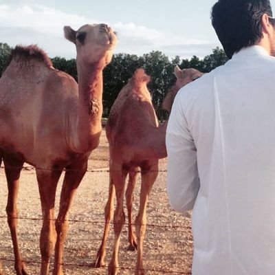 حر ولد أحرار -

I lost my camel in the last century