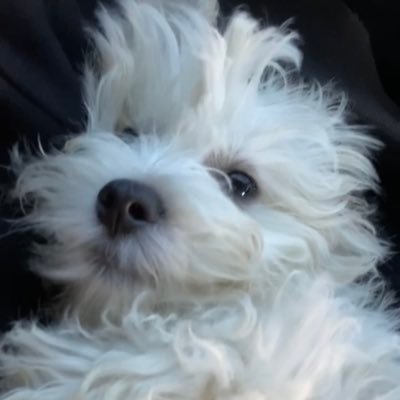 killuaGetsBuckz's profile picture. 