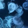 ichiyaco85's profile picture. なにげに虚しい日々と格闘中。人生ままならない。でも、周りの人が良い人ばかりで生きていけます。ありがとです。 アルカディア復帰しました！