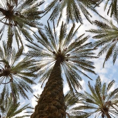 عليكم جميعا أن تجعلوا نصب أعينكم دوما مصلحة #عُمان و شعب عُمان #قابوس_بن_سعيد رحمه الله .