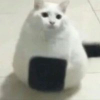 Mascarpone (@mascarponeeeeee) 's Twitter Profile