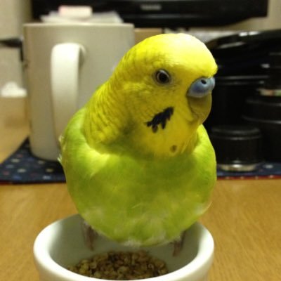主に鳥さん🦜🐧ポストします🍜🍙📮立ち上げ当時から鍵付き御了承ください🙇♂️🍜鳥類🦆🦅🦉🦜🐧🐦鳥さん大好き激ラブ❤️無言フォロー失礼いたします🙇♂️基本的にDMのやり取りはいたしません🙇