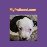 MypetBond.com(@petbond_ireland) 's Twitter Profile Photo