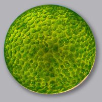 Central Collection of Algal Cultures CCAC(@CCACof) 's Twitter Profileg