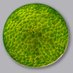 Central Collection of Algal Cultures CCAC (@CCACof) Twitter profile photo