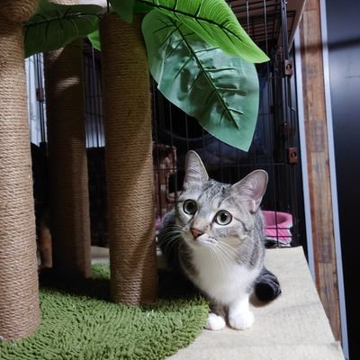 😸しめじ♂と😺マイ♀は兄妹 🎂20/8/1
🐱モーレツ♂ 🎂21/4/29 😻木葉♀ 🎂21/4/25
😸こつぶ♂😻琥珀♀️ 22/2/6 家族に🏘️
😼キゼツ♂逝去🌈😭
🏡みんな可愛い家族💞
色んな猫ちゃん達を見て、無言フォローしちゃうので、宜しくお願いします🙇