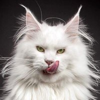 Uzma (@uzmakhaan08) 's Twitter Profile