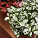 Mable Wise - @MableWise91472 - Twitter