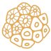 Maldives Coral Institute (@maldivescoral) Twitter profile photo Maldives Coral Institute (@maldivescoral) Twitter profile photo