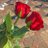elif06980786's profile image