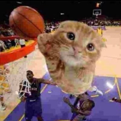 ballincat16's profile picture. ❤️🏀❤️🏀❤️🏀❤️🏀❤️🏀❤️🏀❤️🏀❤️🏀