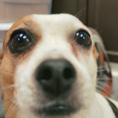 Stermoo_'s profile picture. | 24 | They/them | Stay🐷🐰🐱💗