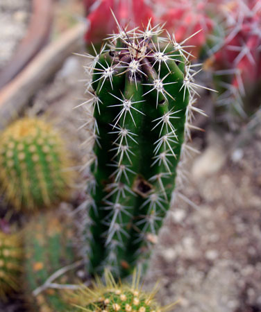 Cactaceox's profile picture. Comentarios Espinosos.