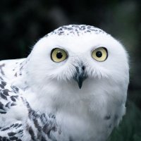 Qui Le (@quile478718) 's Twitter Profile