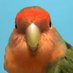鳥 (@yayakoshiya_n) Twitter profile photo