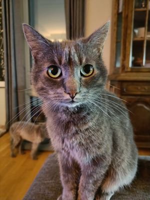 気ままにのんびり編み物楽しんでます🧶犬と猫と寒い国に住んでます🐱🐶セーターはいつも編みかけ…
