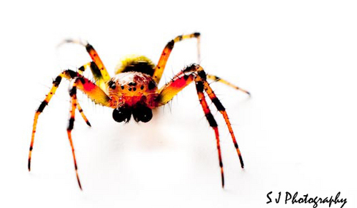 SteffAllison's profile picture. 