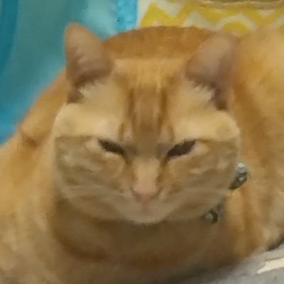 cocoa0685105's profile picture. 