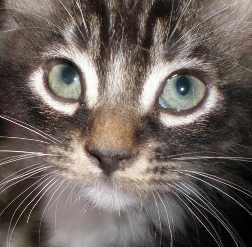 ViolinKitty's profile picture. violinist..chamber musician..teacher..mad cat lady...Live to play, play to live :) #CSA #Survivor Proud I was disinherited by my Grandmother for speaking out