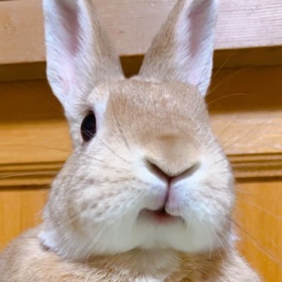 うさぎと暮らしています🏠* ミニウサギのにこ🐰🥕2018年05月28日生まれの女の子です🌼うさ飼いさんや動物が好きな方と交流したいです〜！よろしくお願いします🙏🏻 ̖́- 無言フォロー失礼します🙇🏻‍♀️※エロ垢、裏垢、謎垢などフォローされて不快なアカウントは即ブロックします！😡