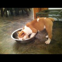 Tex_Hawg (@kennybob79) 's Twitter Profile