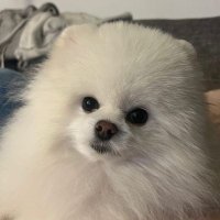 땡땡🔔 (@dingdaengdong22) 's Twitter Profile