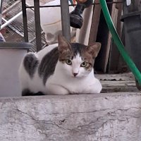 swishiiCNFT (@cnftbb) 's Twitter Profile