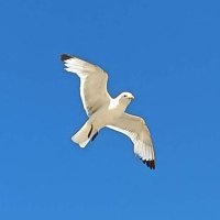 David Webb (@davidwe52183799) 's Twitter Profile