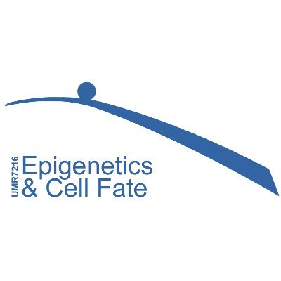 Twitter account for the Epigenetics and Cell Fate Center (UMR 7216) #parisepigenetics - @univ_paris_cite @CNRS