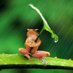 Breitmaulfrosch7 (@frosch_7) Twitter profile photo Breitmaulfrosch7 (@frosch_7) Twitter profile photo