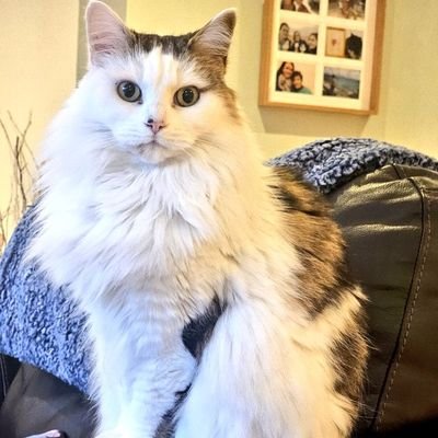 Tiny but mighty, Queen of all she surveys.
Bossy little sister of @gremlinthefloof 🌈and #hiccup
Your adoration is not optional ❤
No DMs.. am a cat not tinder