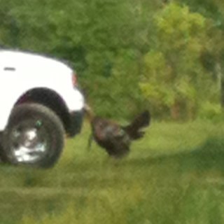 SLAFarms's profile picture. Daddy, cook, husband, lawyer, and want to be farmer.