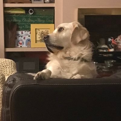 Pedro64504739's profile picture. 