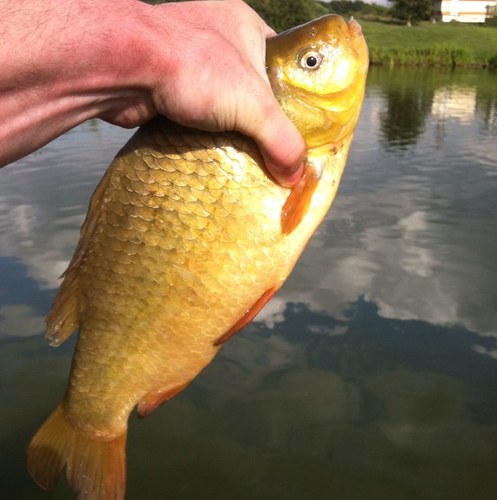 pschoward's profile picture. likes running round in circles